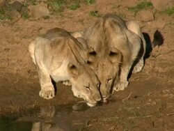 Young Male and Female Lions drinking from stream Stock Footage