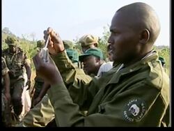 Elephants tranquilised for moving to larger park News Clip