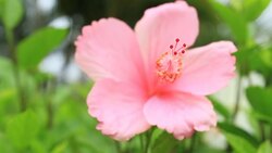pink Hibiscus blooming in garden Stock Footage