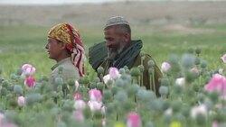 VOICED : Afghans revel in bountiful opium harvest News Clip