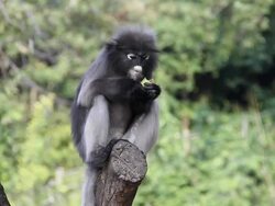 Dusky leaf monkey eating star fruit. Stock Footage