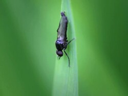 Insect Stock Footage