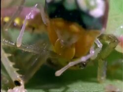 Katydid ?, CU katydid eating prey, Panama Stock Footage