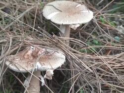 Mushroom in the ground Stock Footage