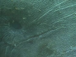 Manatee eye, Florida, North Atlantic Ocean  Stock Footage