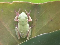Tiny green frog Stock Footage