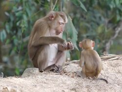 Monkeys Stock Footage