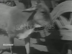 India-Pakistan partition leads to refugees from both sides fleeing to avoid religious-based riots in 1947-48 News Clip