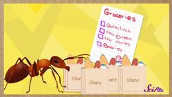 How Do Ants Find Food? Instructional Video