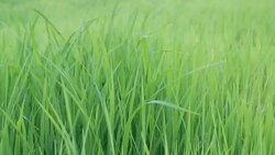 Green Rice Stock Footage