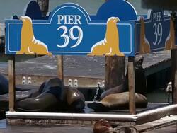 Sea Lions At San Francisco's Pier 39 Stock Footage