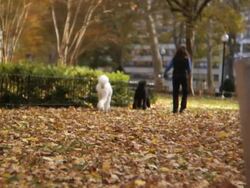 HD: Two cute poodles walking Stock Footage
