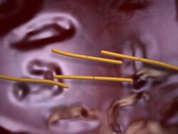 Dividing bacteria. Animation of rod-shaped bacteria dividing by binary fission Stock Footage