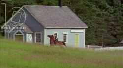Man on horseback riding through the countryside, 1908 - reenactment. Clip 8 Stock Footage