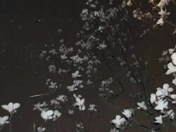 HD TIME-LAPSE: Stars Over Magnolia Stock Footage