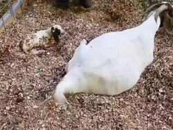 Crowds Flock To Iowa State Fair For A Taste Of Agricultural Bounty Stock Footage