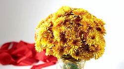 chrysanthemum Stock Footage