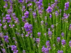 Lavender Stock Footage