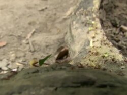CU of ants crawling over log while man steps over, Tayrona National Natural Park [Parque Nacional Natural Tayrona], Sierra Nevada, Colombia Stock Footage