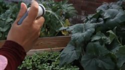 Roof top gardens turning Cairo green News Clip