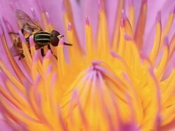 Fly feeding Stock Footage
