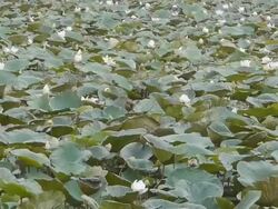 Lotus pond Stock Footage