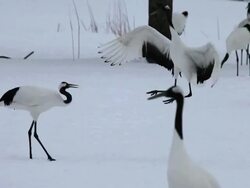 MS TS View of Red crowned Cranes / Tsurui, Japan Stock Footage