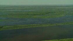 Marshland riddles a bayou near New Orleans. Stock Footage