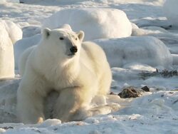  MS TU SLO MO Polar bear lying down in snow / Churchill, Manitoba, Canada Stock Footage