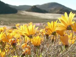 MS ZO ZI Shot of Slpes covered in orange Namaqualand dasies and purple common felicia / Namaqualand, Northern Cape, South Africa Stock Footage