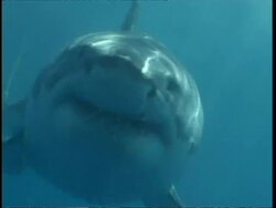 MCU Great White Shark swimming to and past camera, Guadalupe Island, Pacific Ocean Stock Footage