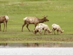 MS Rams and elk grazing at pond / Estes Park, Colorado, United States Stock Footage