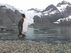 MS, Lone king penguins (Aptenodytes patagonicus) perching on rock in pond, southern elephant seals (Mirounga leonina) swimming, snowy mountains in background, South Georgia Island, Falkland Islands, British overseas territory Stock Footage