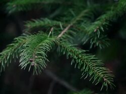 Pine Tree Stock Footage