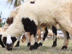 Sheep group are eating in a farm Stock Footage