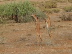 gerenuk (Litocranius walleri) 2 gernuks feeding on an Acacia tree, stand on hind legs Stock Footage