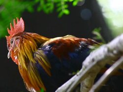 Chicken on tree Stock Footage