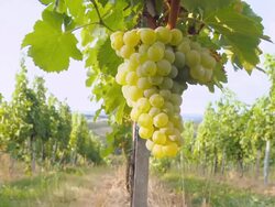 HD DOLLY: White Grape Hanging From Vine Stock Footage