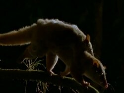 MCU Opossum mother with baby on back, climbing along branch, Night-time, Brazil Stock Footage