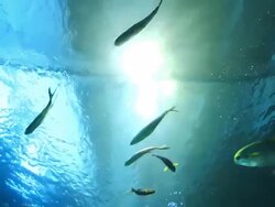 Sea life in Aquarium Stock Footage