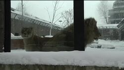 Romania zoo animals struggle with cold, Balkans snow scenes News Clip