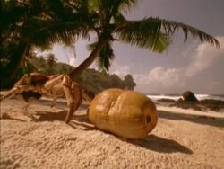 CU Low angle, Robber Crab approaching coconut on beach, Seychelles Stock Footage