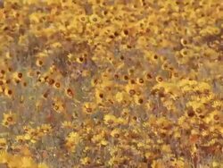 MS PAN Shot f Field of orange Namaqualand daisies blowing in the wind / Namaqualand, Northern Cape, South Africa Stock Footage