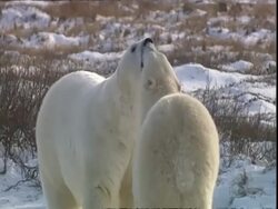 Polar bear (Ursus maritimus) female backing off from male, near Churchill, Manitoba, Canada Stock Footage
