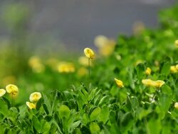 CU Unknown tiny yellow flowers shaking by wind / Hilo, Big Island,Hawaii, United States Stock Footage