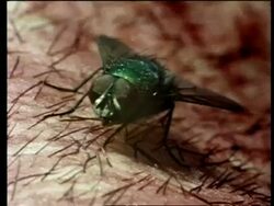 BCU blow fly moving across hairy skin Stock Footage