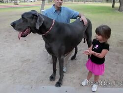 Is Giant George Now The World's Tallest Dog? Stock Footage
