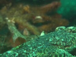 Frogfish, with bait fish, close up. Indonesia  Stock Footage