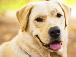 Yellow Labrador Retriever Stock Footage