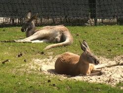 Kangaroo Stock Footage